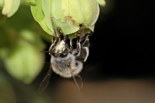 Anthophora plumipes